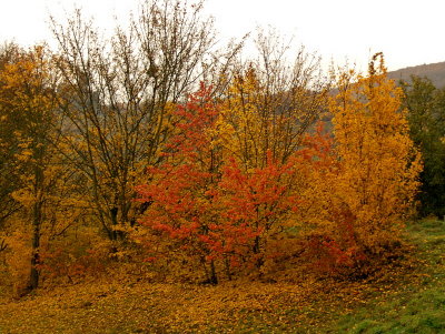 RED & GOLD BUSHES