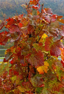 AUTUMN VINE LEAVES