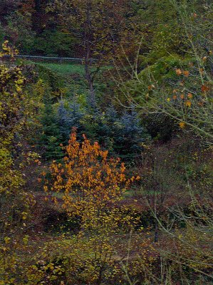 AUTUMN COLOUR VARIETY