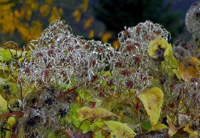 A OLD MAN'S BEARD