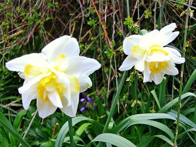 DOUBLE NARCISSI
