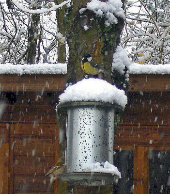 A GREAT TIT & CHAFFINCH   778