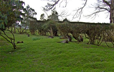 THE WALLABY PADDOCK