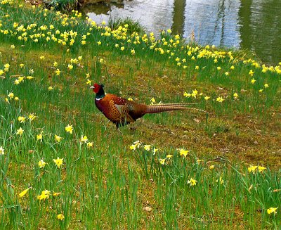 PHEASANT AMONG THE DAFFODILS