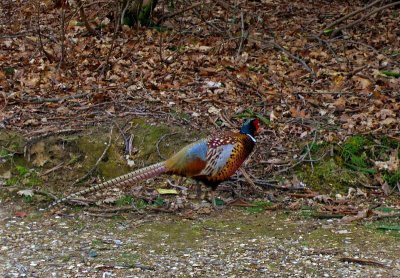 PHEASANT STILL WITH US!