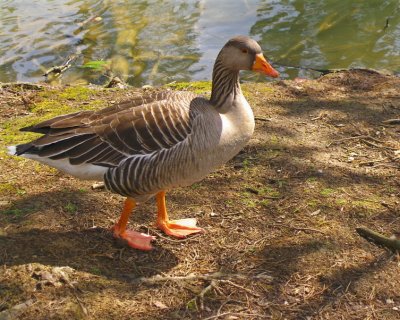 GREYLAG GOOSE