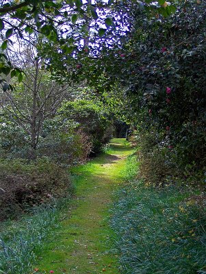 SHADY LITTLE TRACK