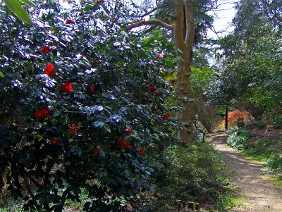 CAMELLIAS ON THE NORTH WALK