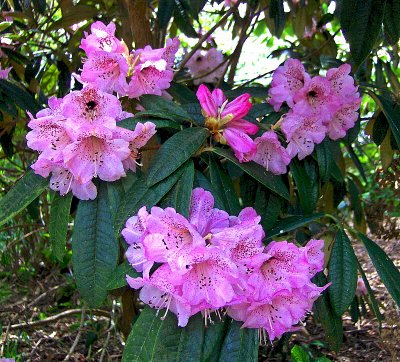 RHODODENDRONS