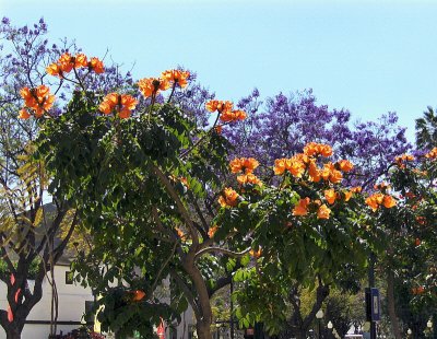 TREE BLOOMS LINING THE STREET