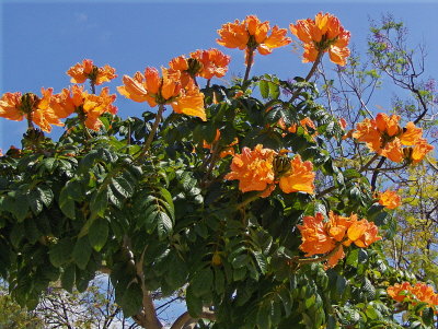 A AFRICAN TULIP TREE     1459