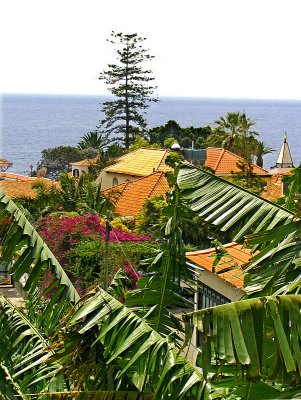 BANANA PLANTS