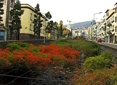 A FLOWER COVERED RIVER EMBANKMENT   842