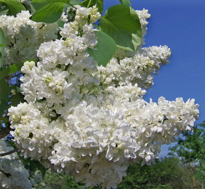 A WHITE LILAC   597