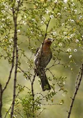 House Finch-2.jpg