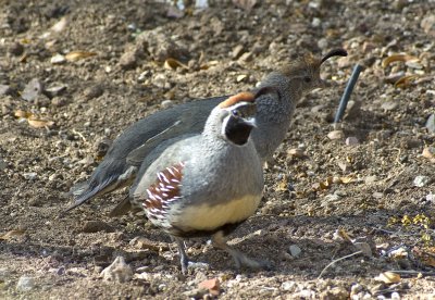 Gambels Quail-2.jpg