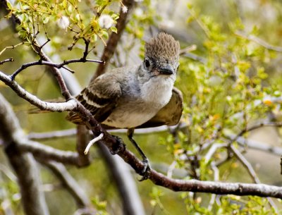 Ash-Throated Flycatcher-4.jpg
