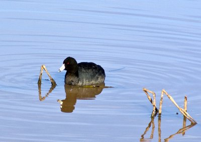 American Coot.jpg
