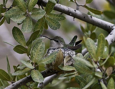100401_Hummingbird_0006.jpg
