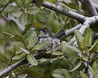100401_Hummingbird_0002.jpg