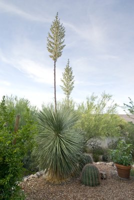 Yucca Elata-1.jpg