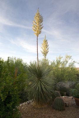 Yucca Elata-2.jpg