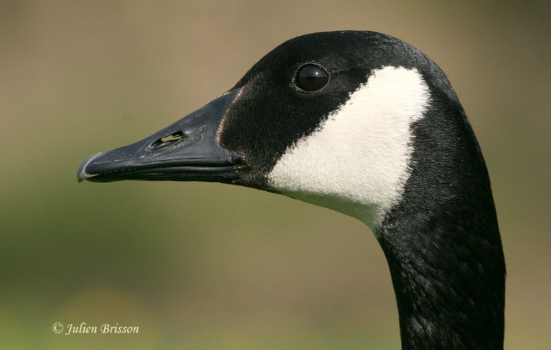 Bernache du Canada -  Canada Goose
