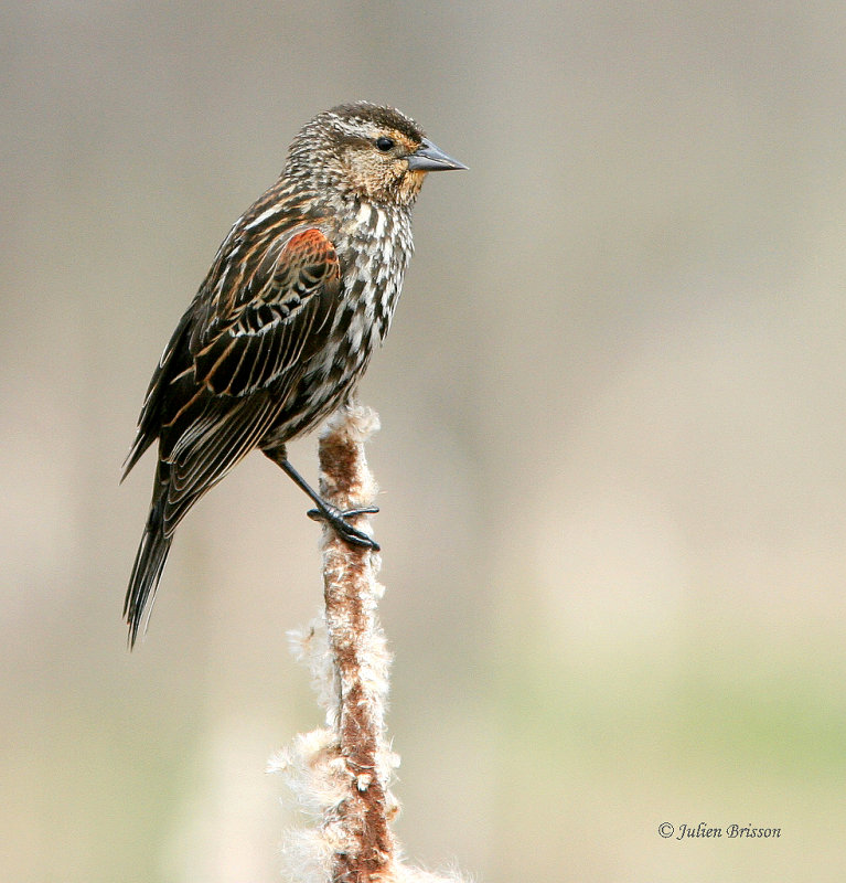 Carouge  paulettes femelle - Red-winged Blackbird