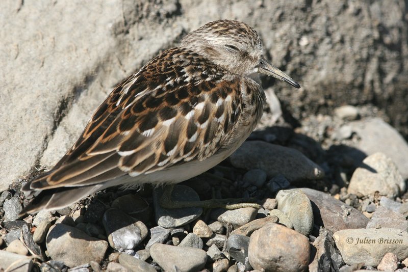 Bcasseau minuscule - Least sandpiper