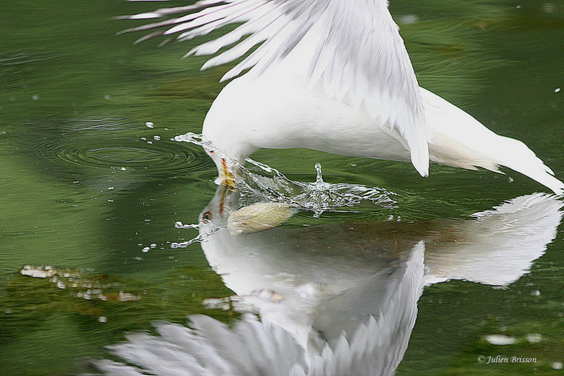 Goland  bec cercl vs crapet - Ring-billed Gull