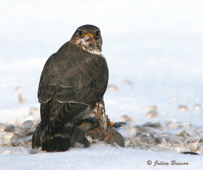 Faucon merillon femelle -Merlin