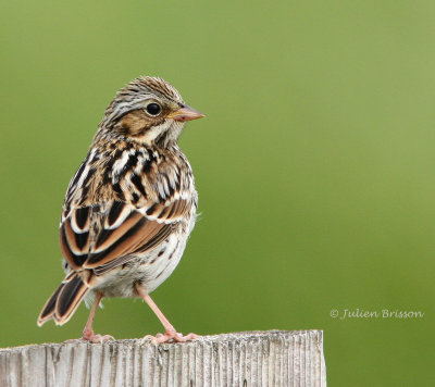 Bruant des prs immature - Savannah Sparrow