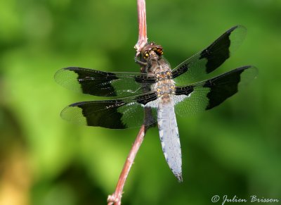 Libellule lydienne  - Plathemis lydia
