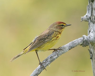 Paruline  couronne rousse - Palm Warbler