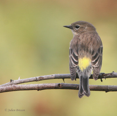 Paruline  croupion jaune - Yellow-rumped Warbler