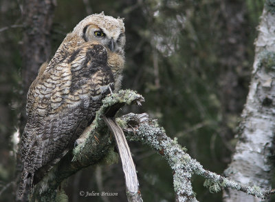 Grand-duc d'Amrique juvnile - Great Horned Owl
