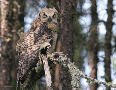 Grand-duc d'Amrique juvnile - Great Horned Owl