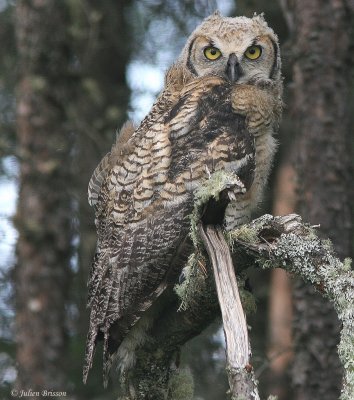 Grand-duc d'Amrique juvnile - Great Horned Owl