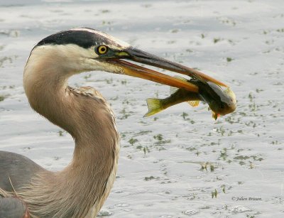 Grand Hron - Great Blue Heron