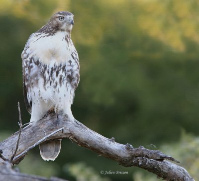 Buse  queue rousse - Red-tailed Hawk