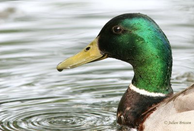 Canard colvert mle - Mallard