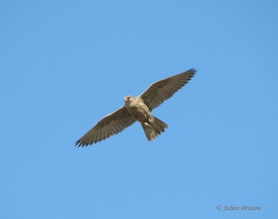 Faucon gerfaut immature de forme grise - Gyr falcon