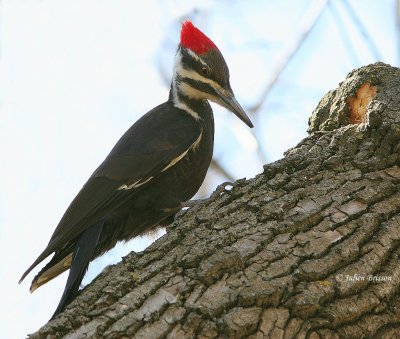 Grand Pic femelle - Pileated Woodpecker
