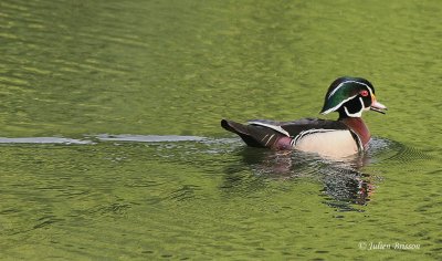 Canard branchu mle - Wood duck