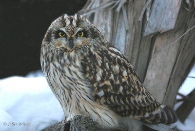 Hibou des marais - Short-eared Owl
