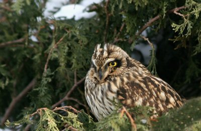 Hibou des marais - Short-eared Owl