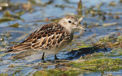 Scolopacids - Chevaliers, Bcasseaux  (Sandpipers)