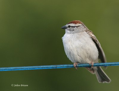 Bruant familier - Chipping Sparrow
