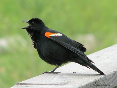 Carouge  paulettes mle - Red-winged Blackbird