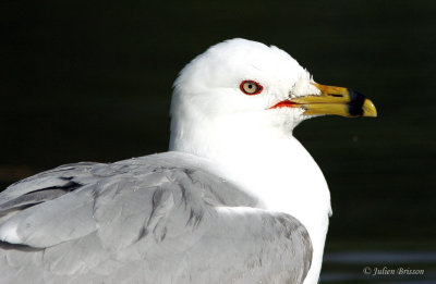 Goland  bec cercl - Ring-billed Gull